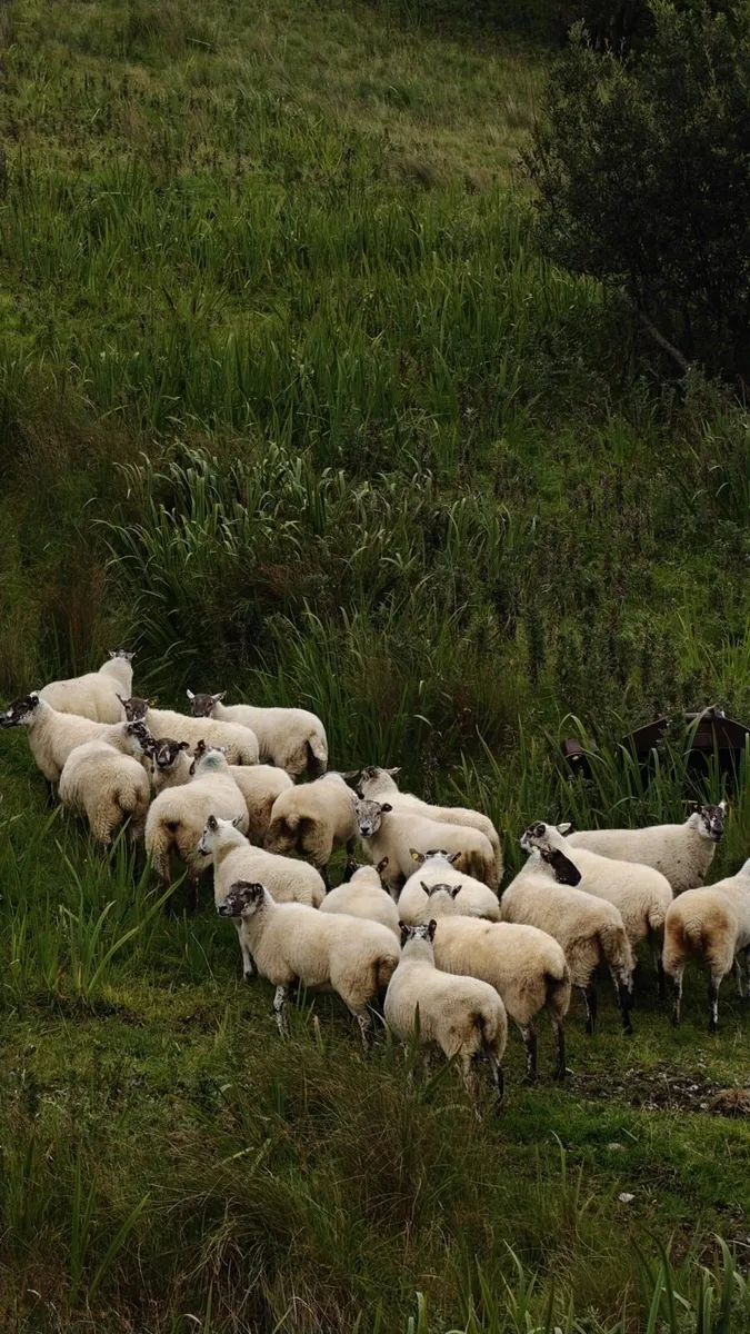 Aberfield cross Hoggets @ Coolaney mart - Image 1