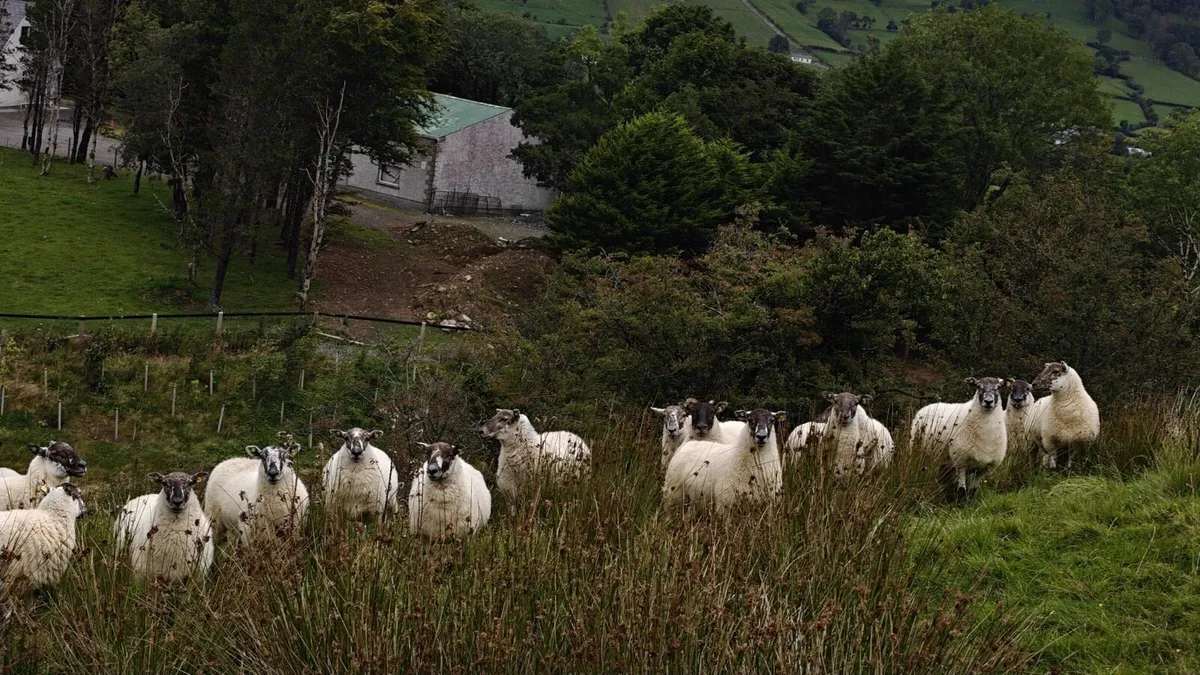 Aberfield cross Hoggets @ Coolaney mart - Image 2