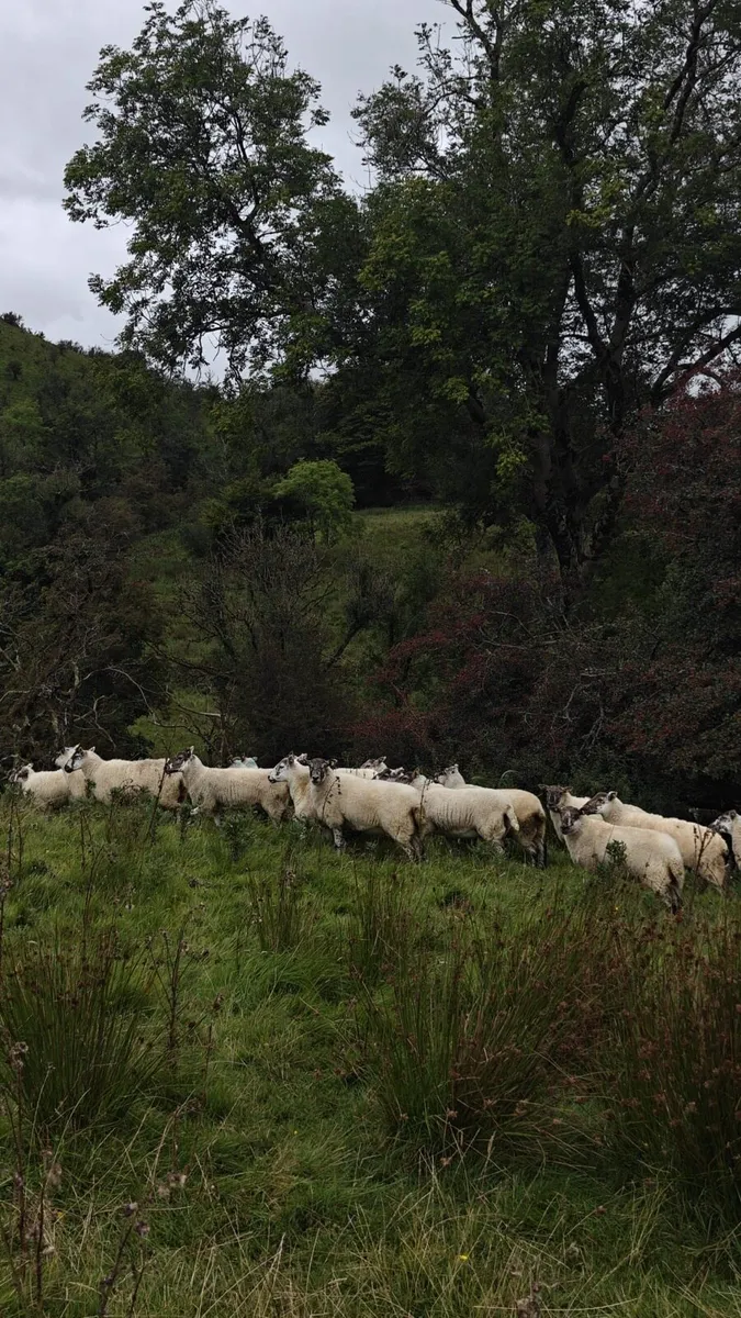 Aberfield cross Hoggets @ Coolaney mart - Image 3