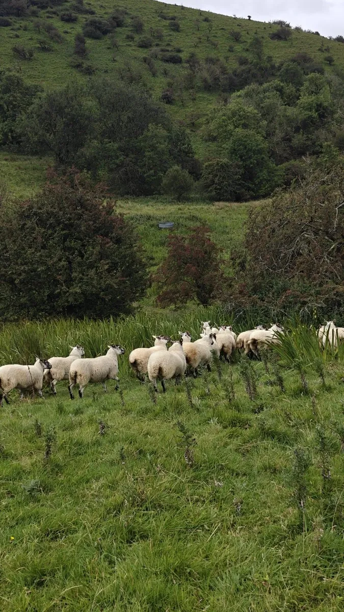 Aberfield cross Hoggets @ Coolaney mart - Image 4
