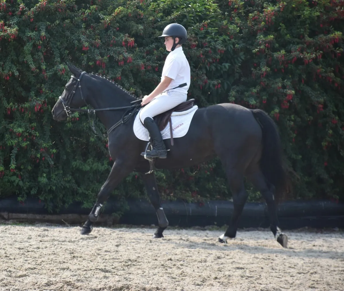 5YO SJ PONY - IDEAL FOR RDS 6/7 AND 138 TOP TRACKS - Image 1