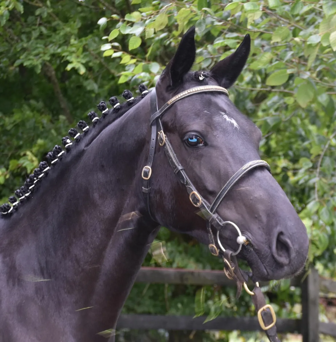5YO SJ PONY - IDEAL FOR RDS 6/7 AND 138 TOP TRACKS - Image 2