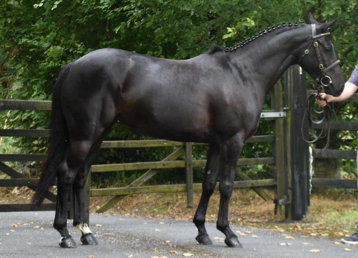 5YO SJ PONY - IDEAL FOR RDS 6/7 AND 138 TOP TRACKS - Image 3