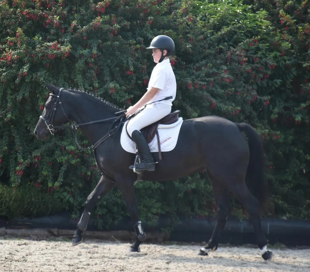 5YO SJ PONY - IDEAL FOR RDS 6/7 AND 138 TOP TRACKS - Image 4