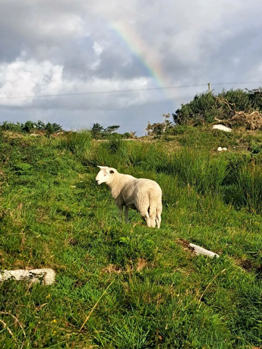 Wicklow Cheviot Hogget Ram - Image 1