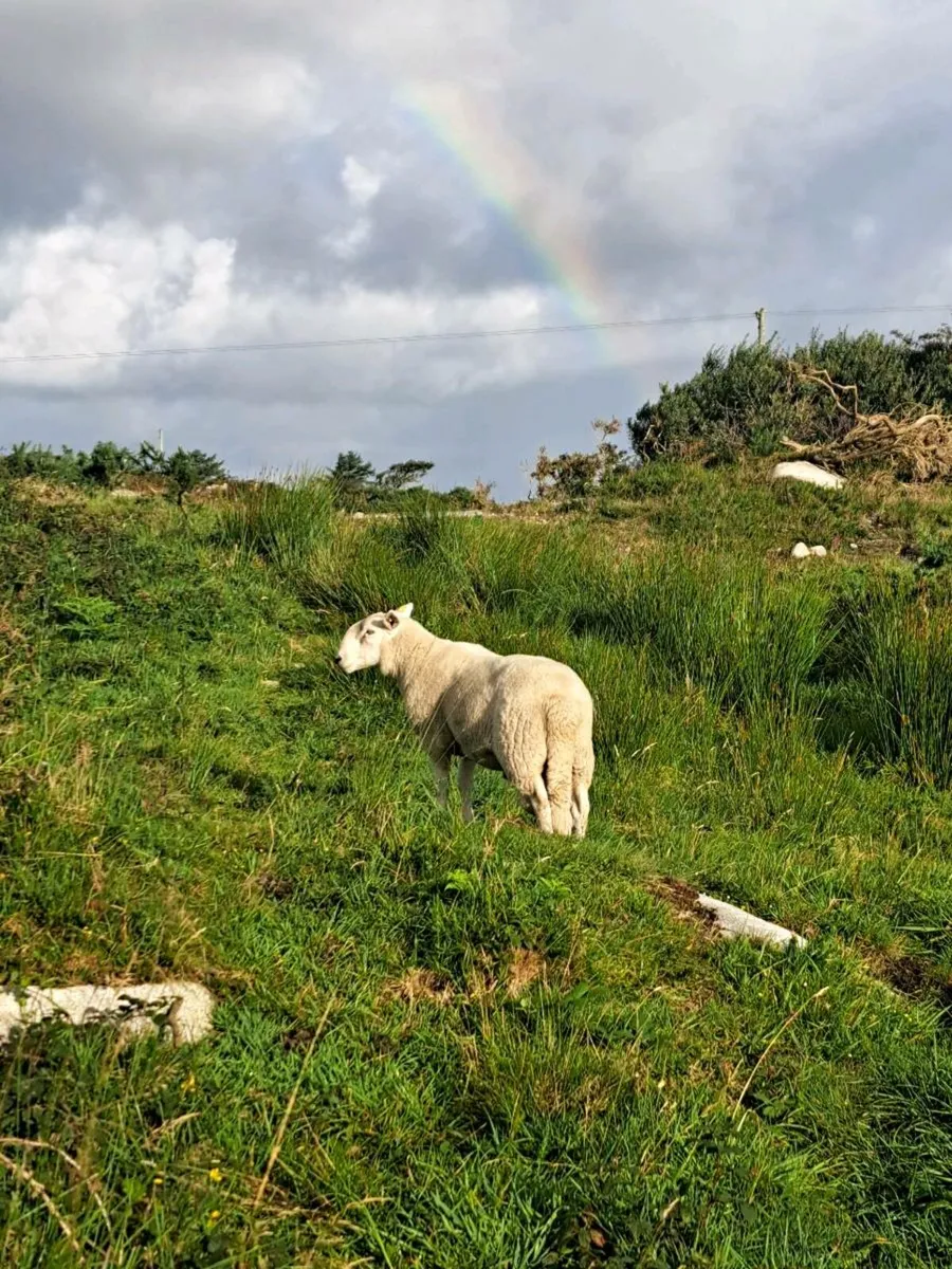 Wicklow Cheviot Hogget Ram - Image 2