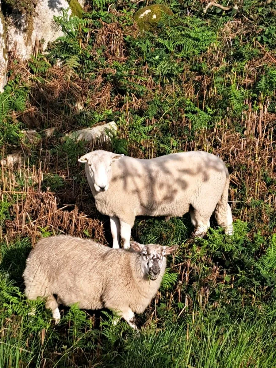 Wicklow Cheviot Hogget Ram - Image 3