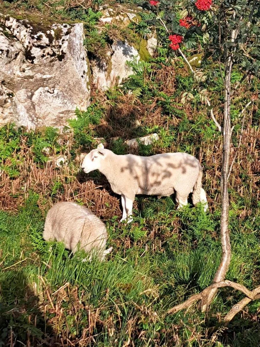 Wicklow Cheviot Hogget Ram - Image 4