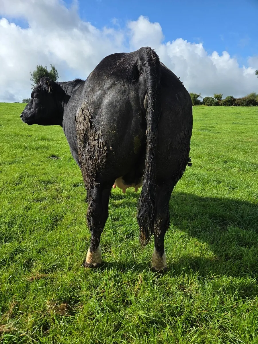 Exceptional springing heifer - Image 2