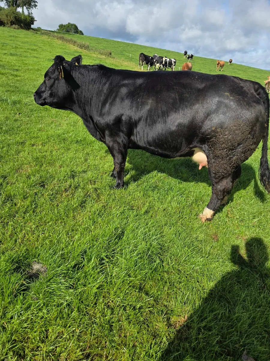 Exceptional springing heifer - Image 3