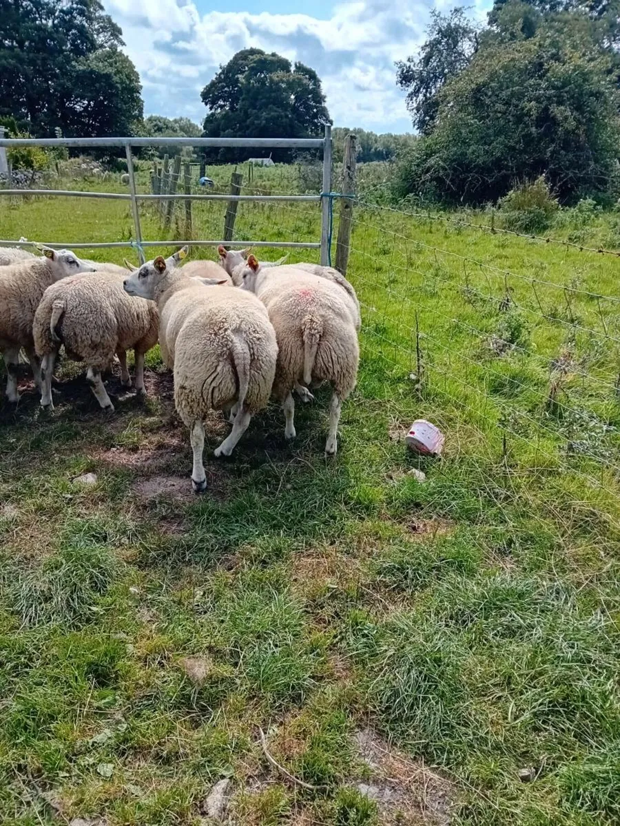 Beltex  rams - Image 2