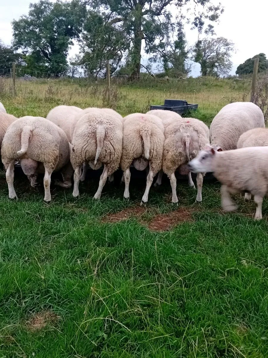 Beltex  rams - Image 3
