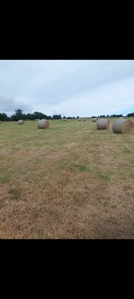 Hay - Image 1