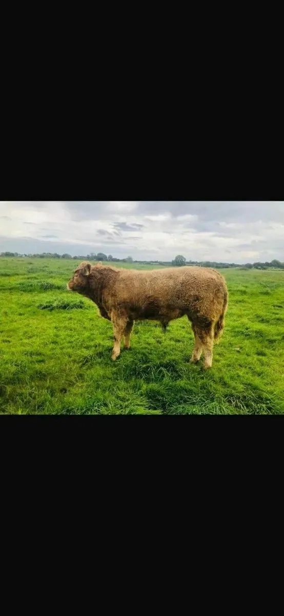 Headford Mart Charolais Show and Sale - Image 2