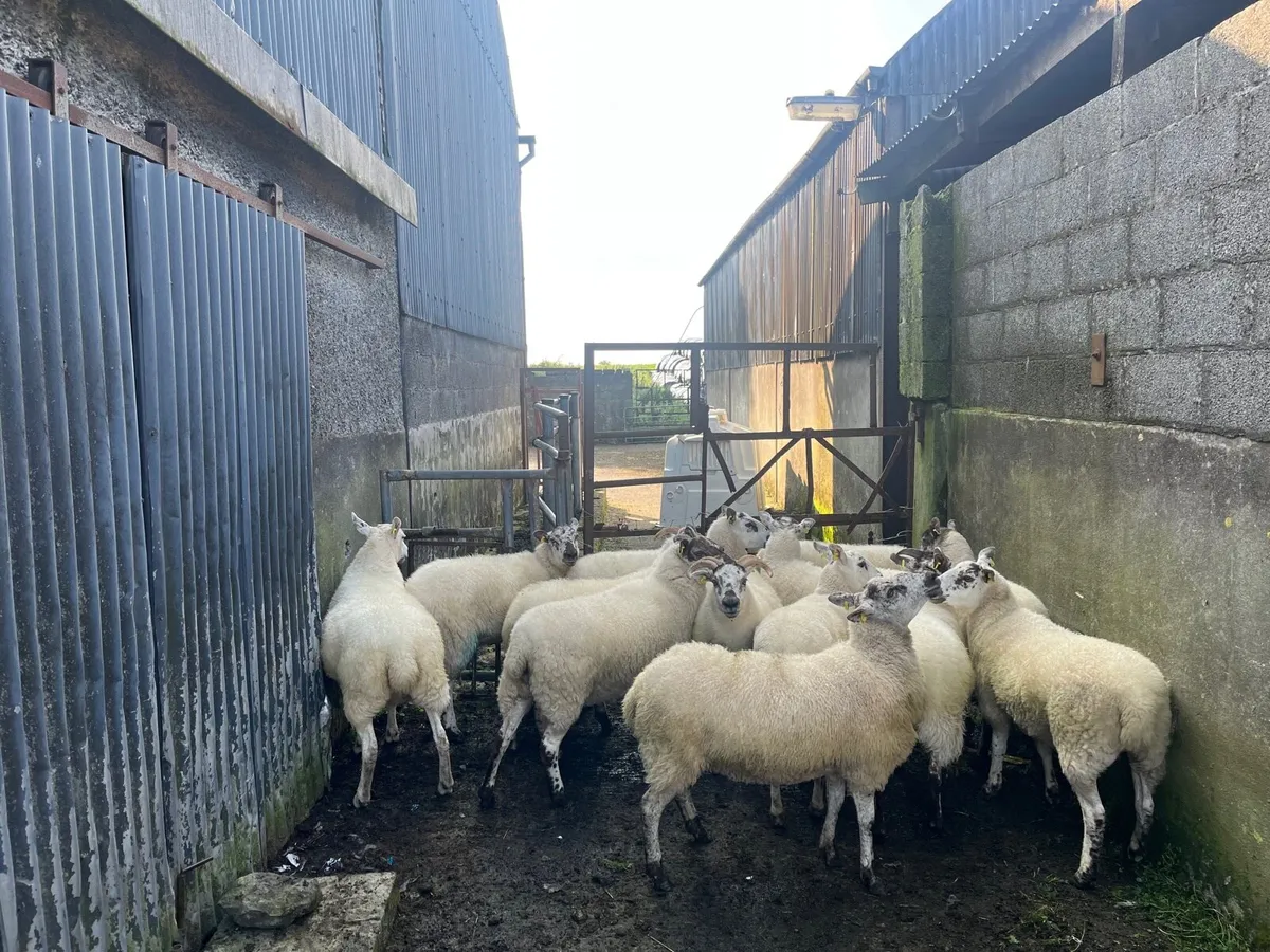 Aberfield hoggets - Image 3