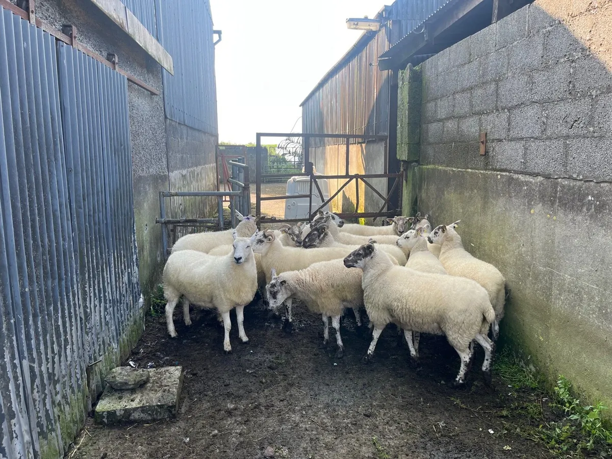 Aberfield hoggets - Image 1