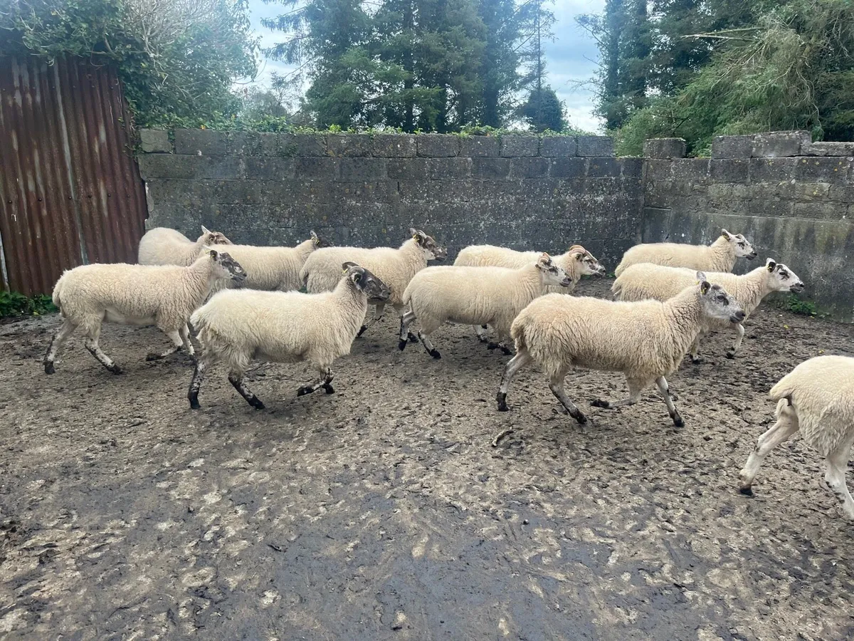 Aberfield hoggets - Image 4