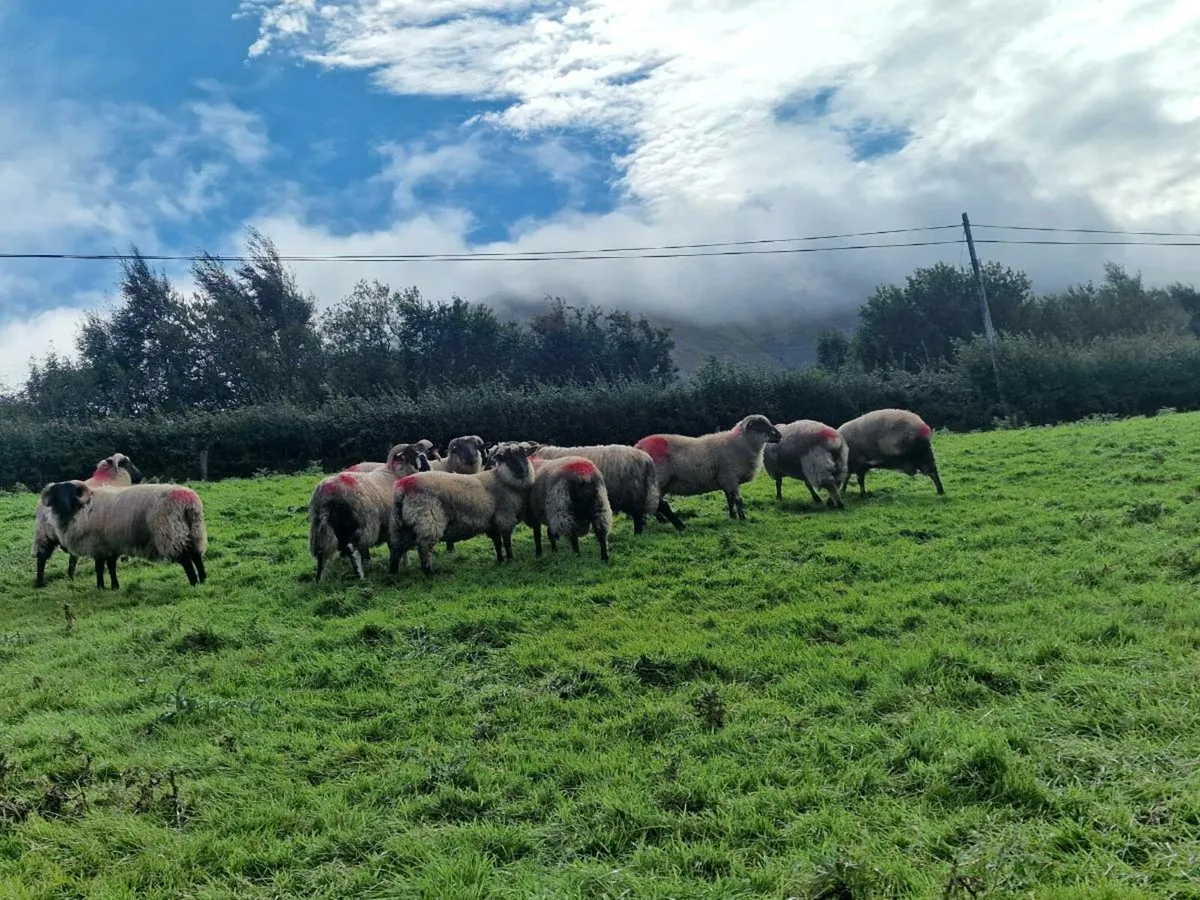 23 RAM LAMBS - Image 1