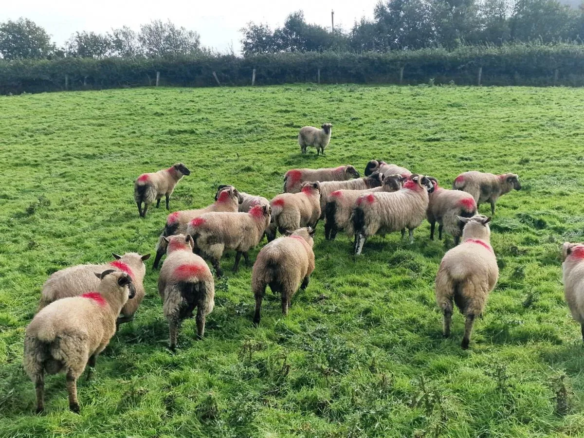 23 RAM LAMBS - Image 2