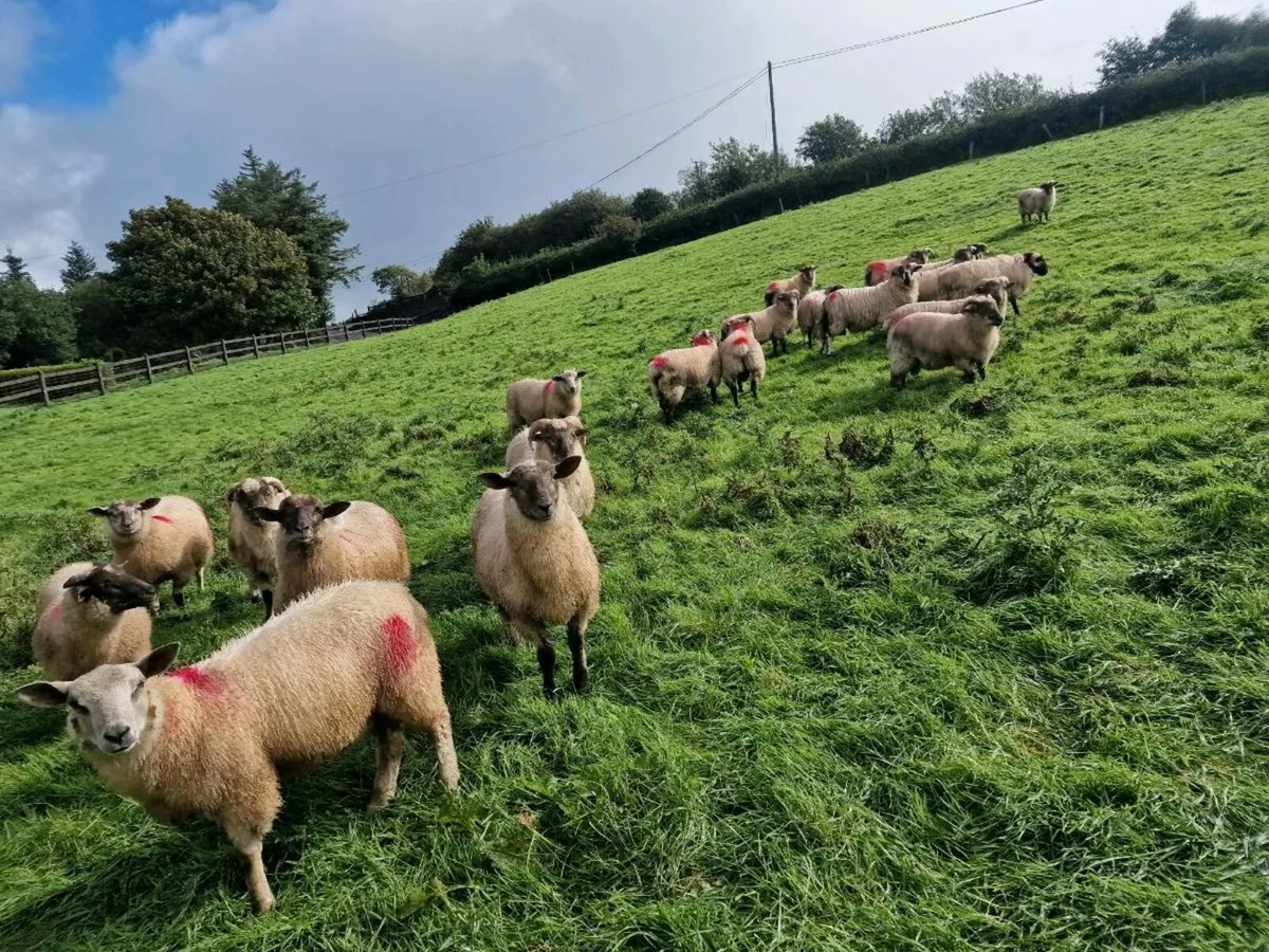 23 RAM LAMBS - Image 3