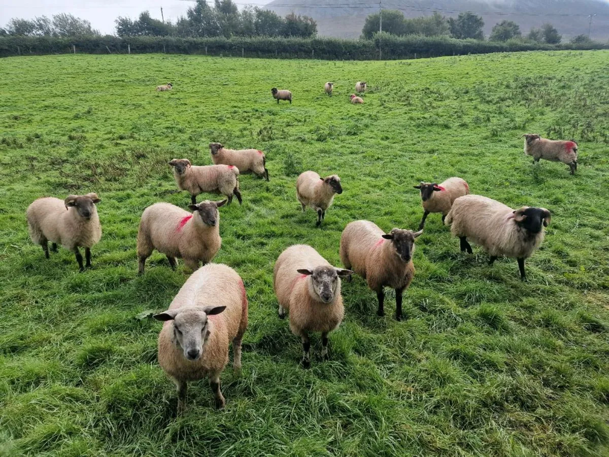 23 RAM LAMBS - Image 4