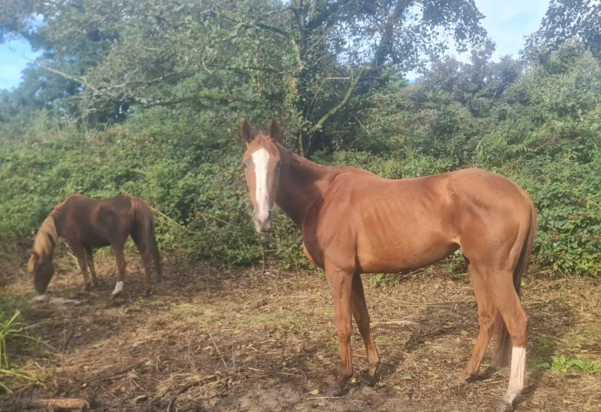 6year old 15'2" show hunter mare. - Image 2