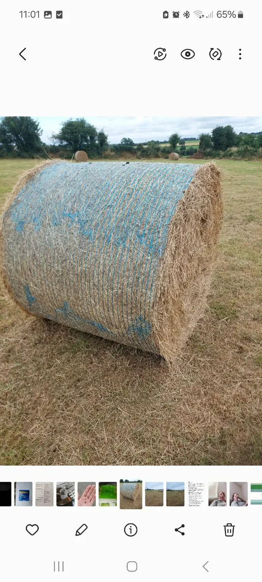 Hay - Image 4