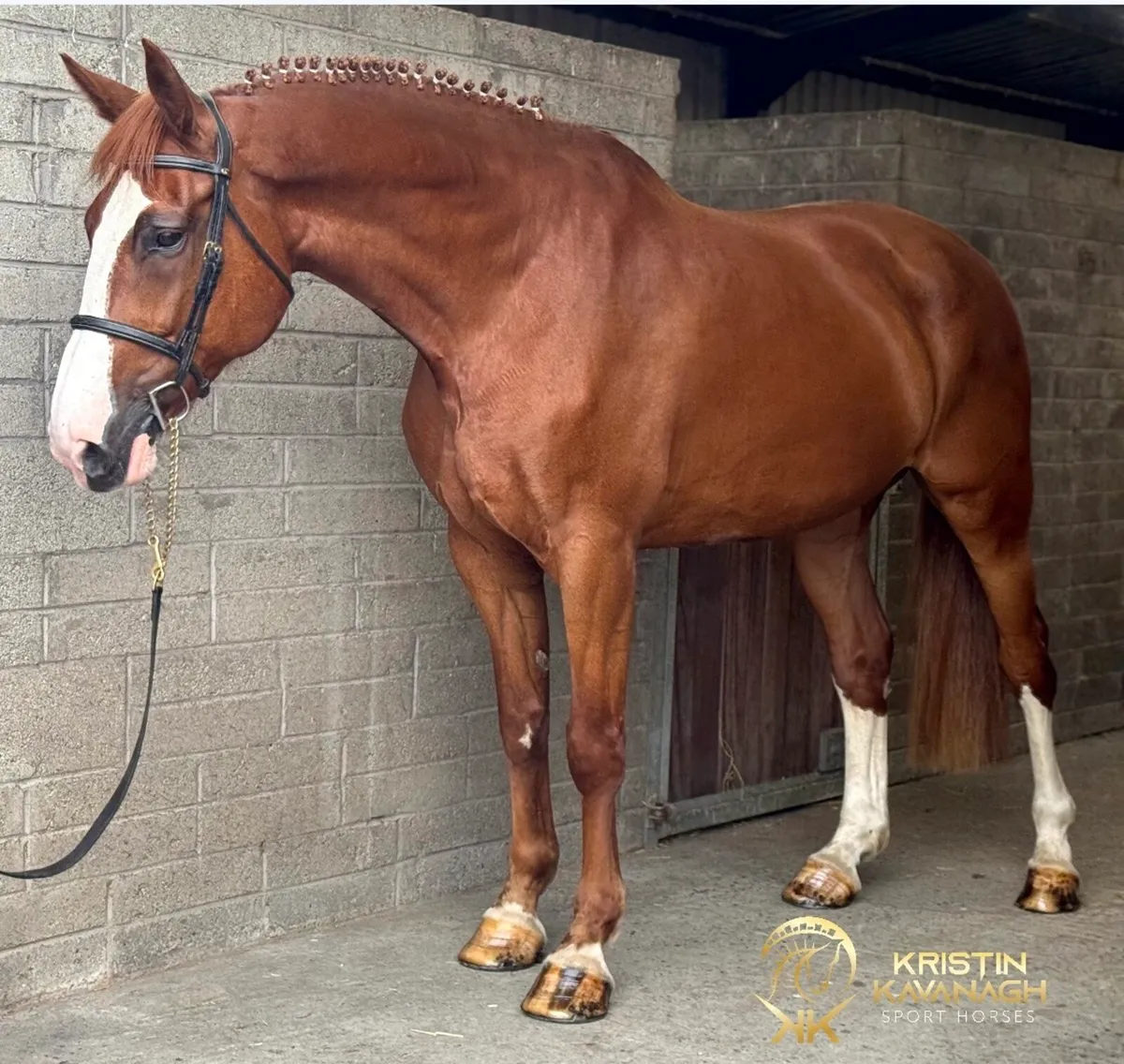Showjumper/event type - Image 1
