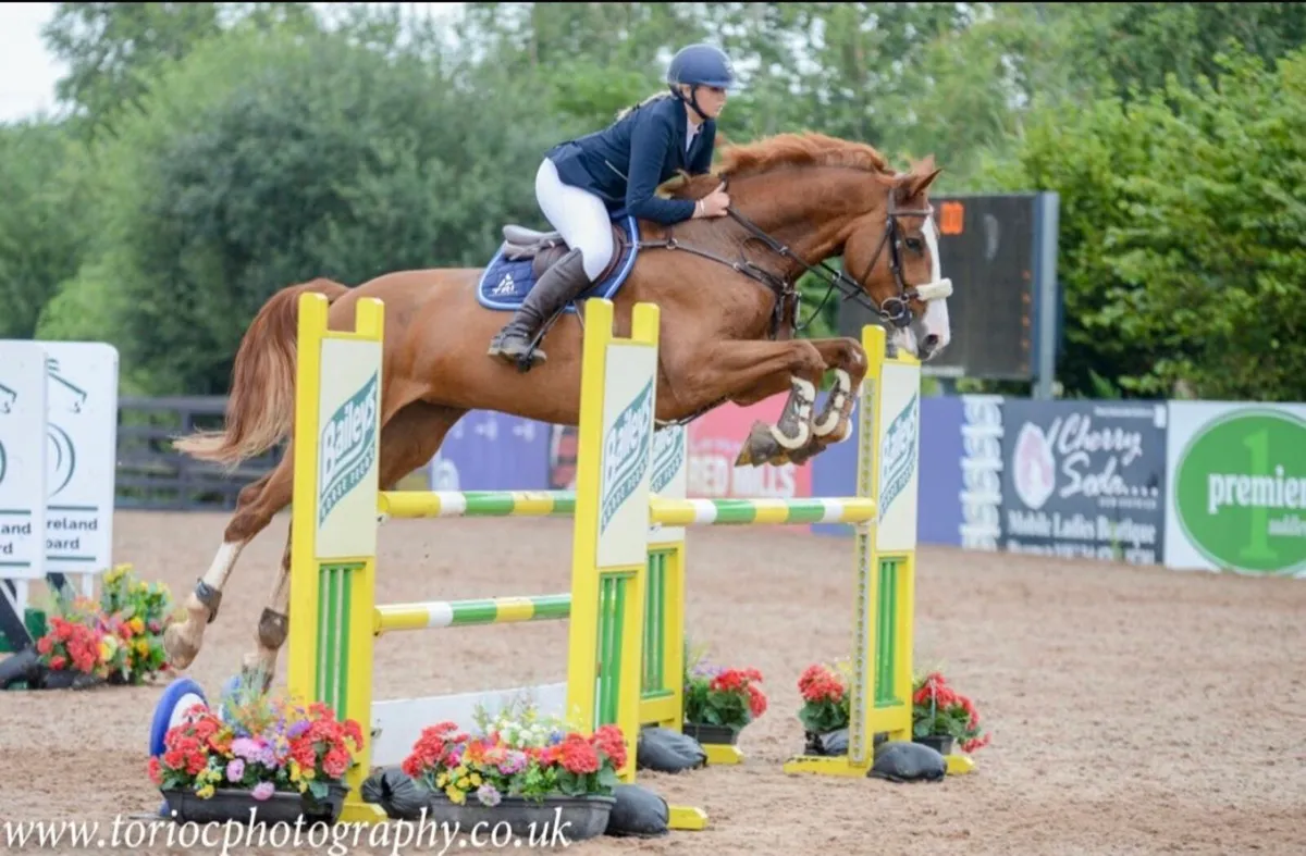 Showjumper/event type - Image 3