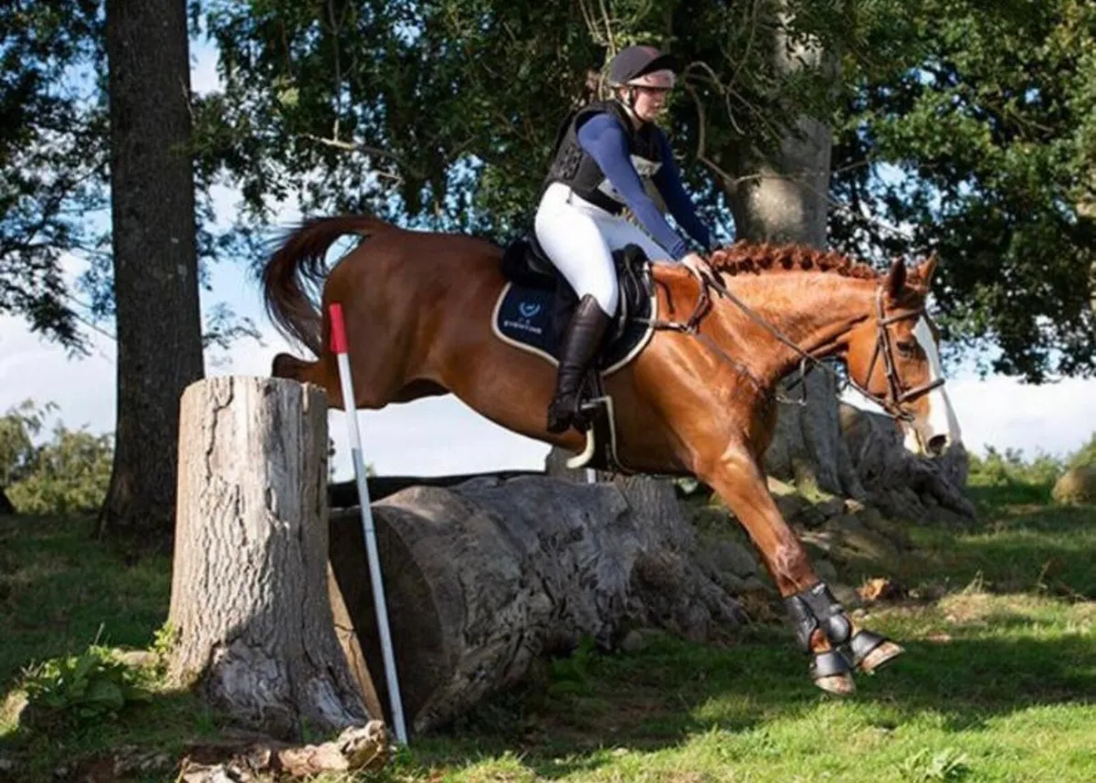Showjumper/event type - Image 4