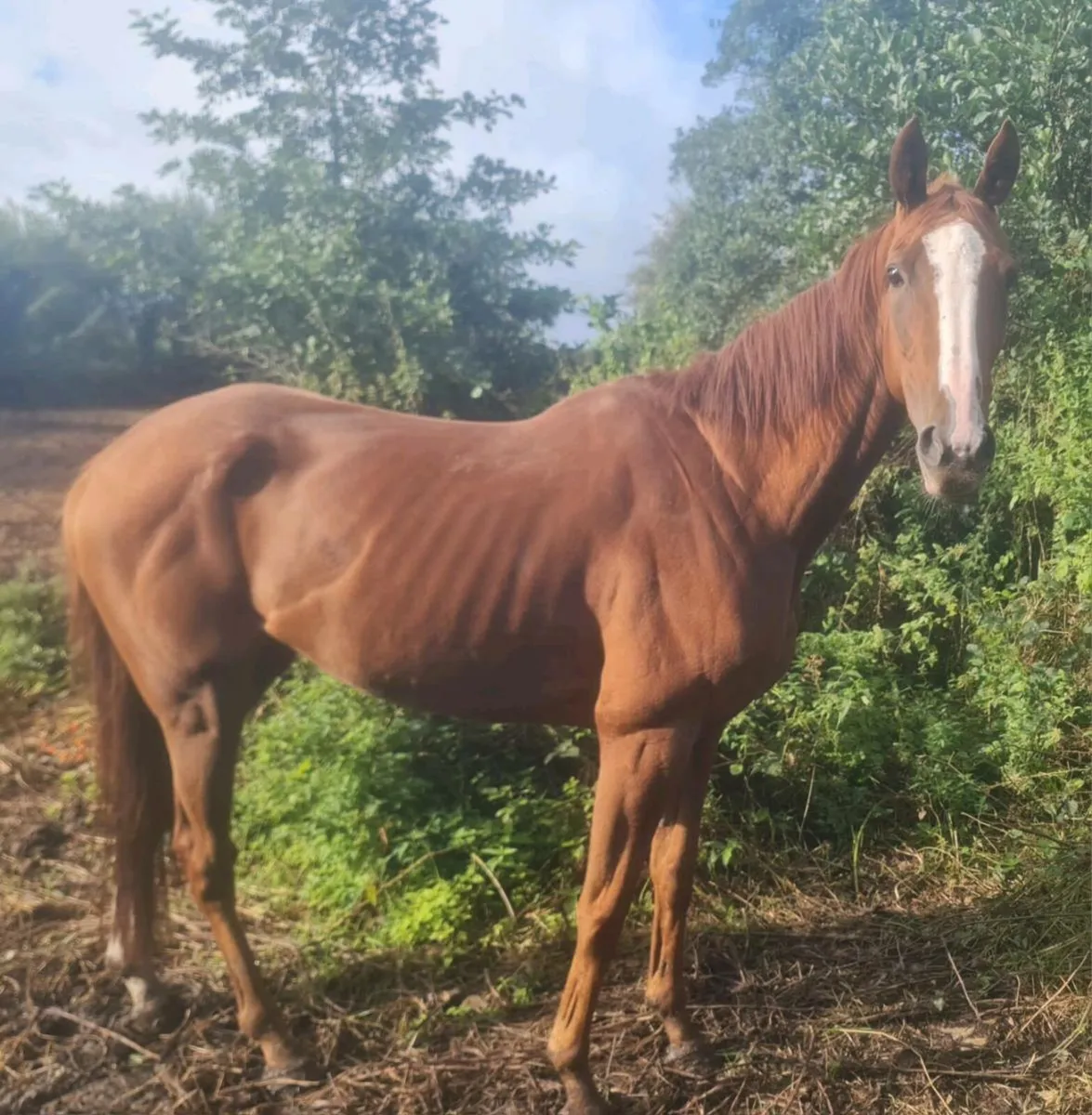 6year old 15'2" show hunter mare. - Image 1