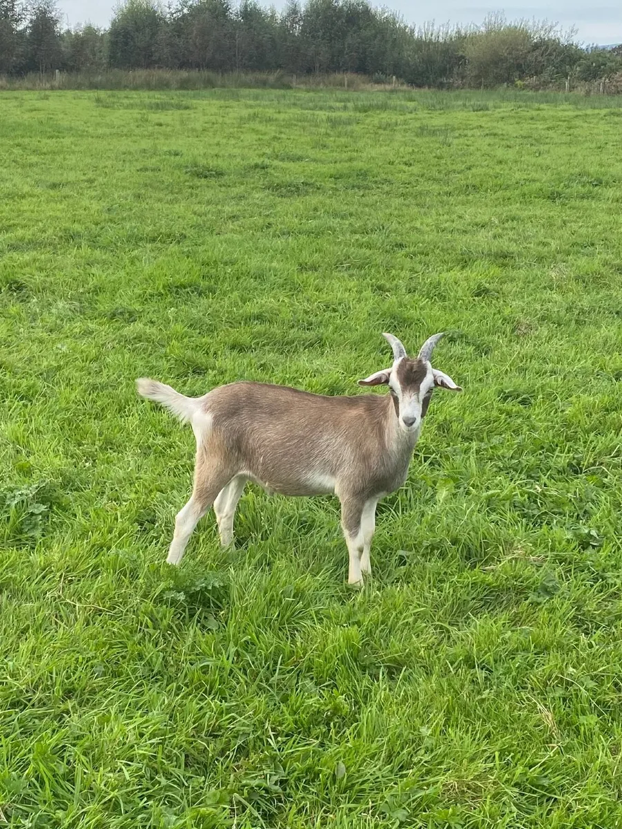 Puck goat