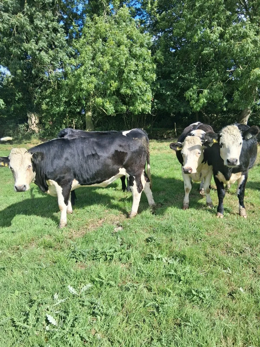 490 kg  beef heifers - Image 1