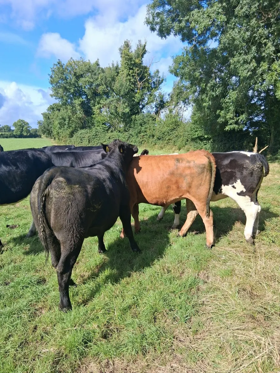 490 kg  beef heifers - Image 2