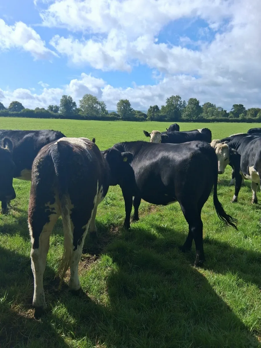 490 kg  beef heifers - Image 3