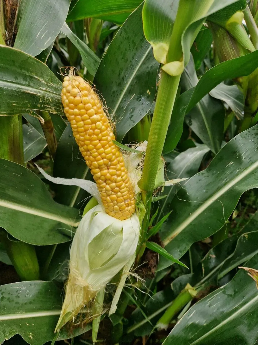 Maize - Image 1