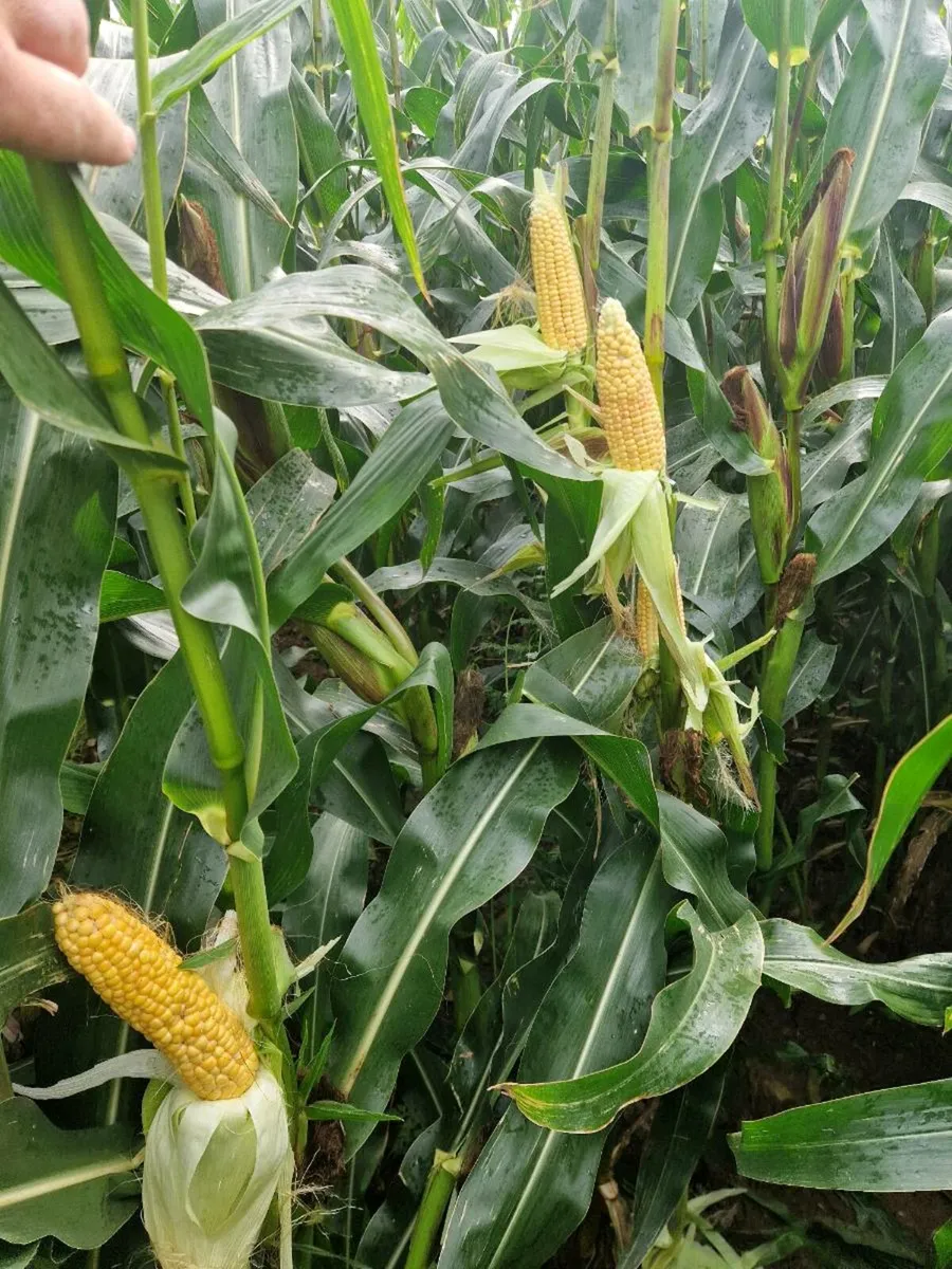 Maize - Image 2