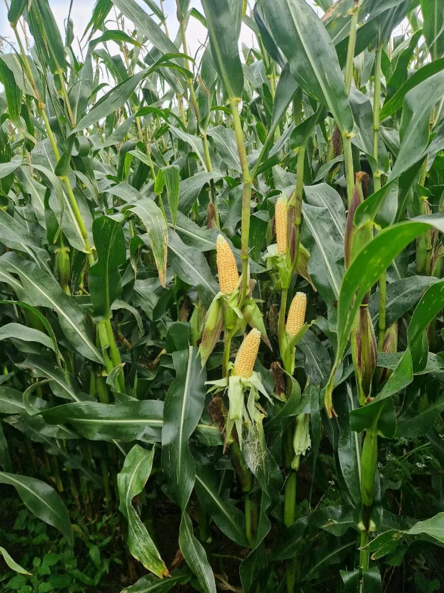 Maize - Image 3