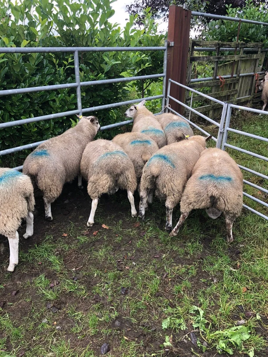 Ram lambs - Image 1
