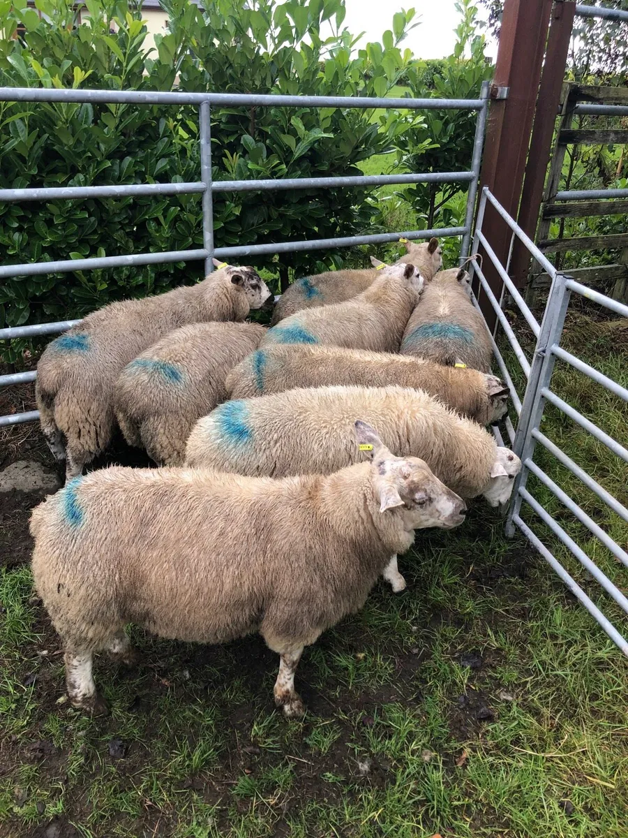 Ram lambs - Image 2