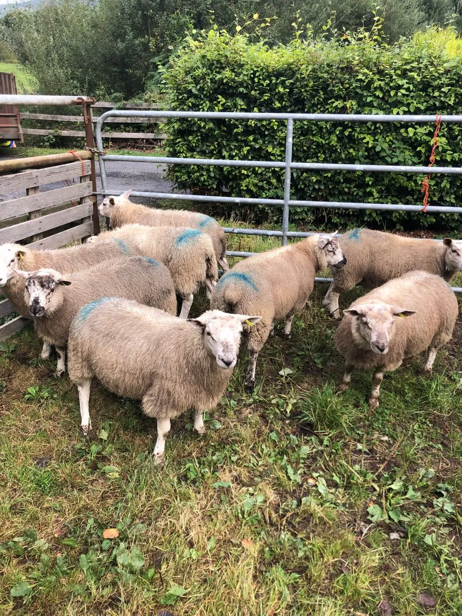 Ram lambs - Image 3