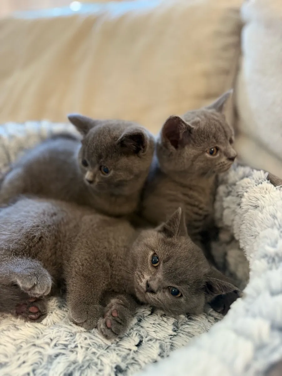 British shourthair kittens - Image 1