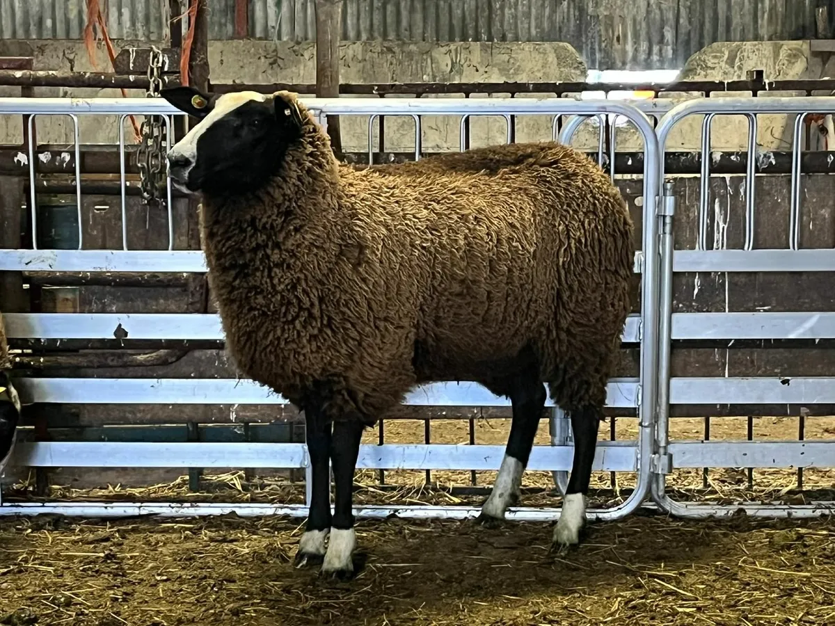 Pedigree Zwartbles Ewe Lambs - Image 1