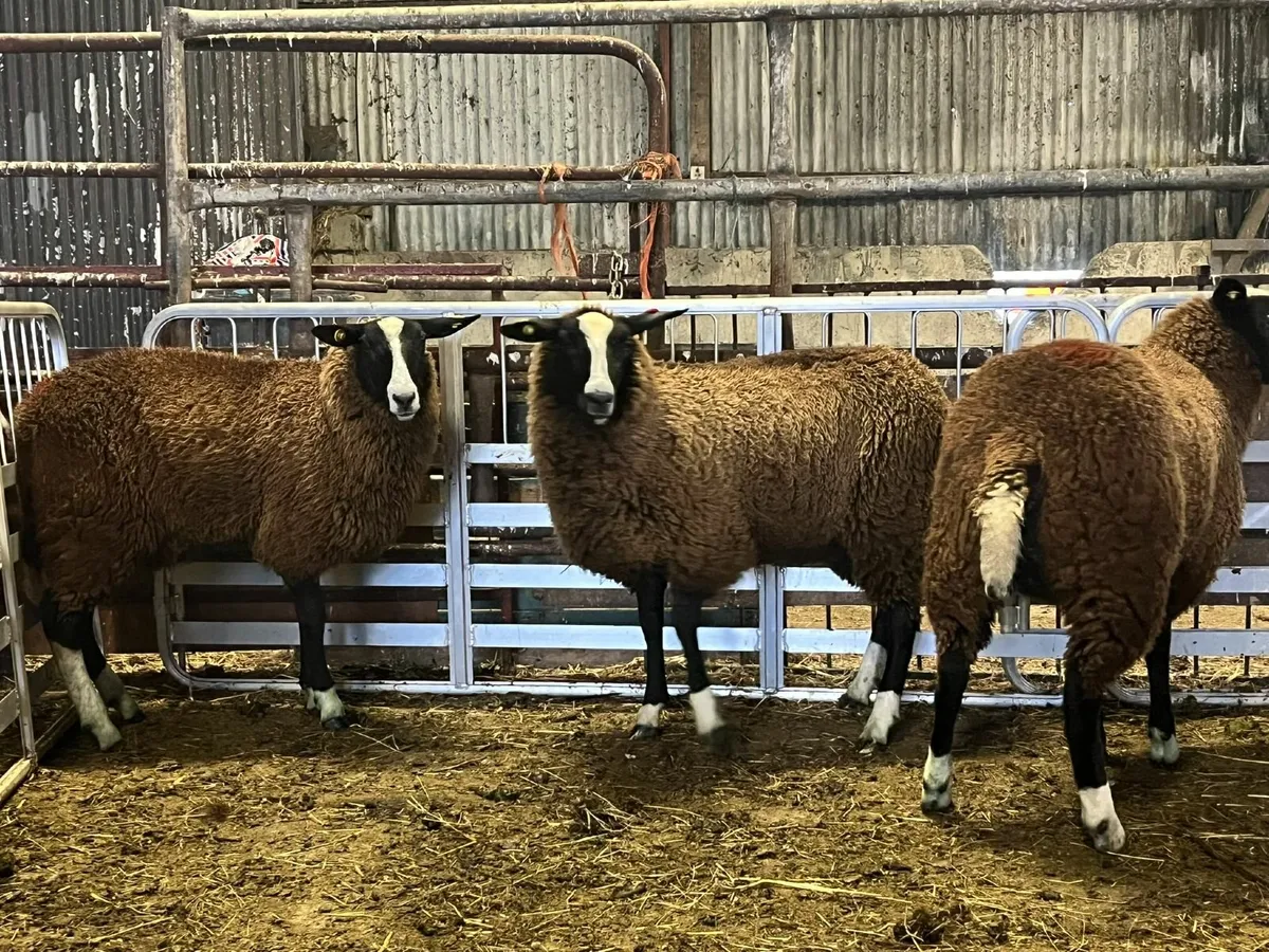 Pedigree Zwartbles Ewe Lambs - Image 2