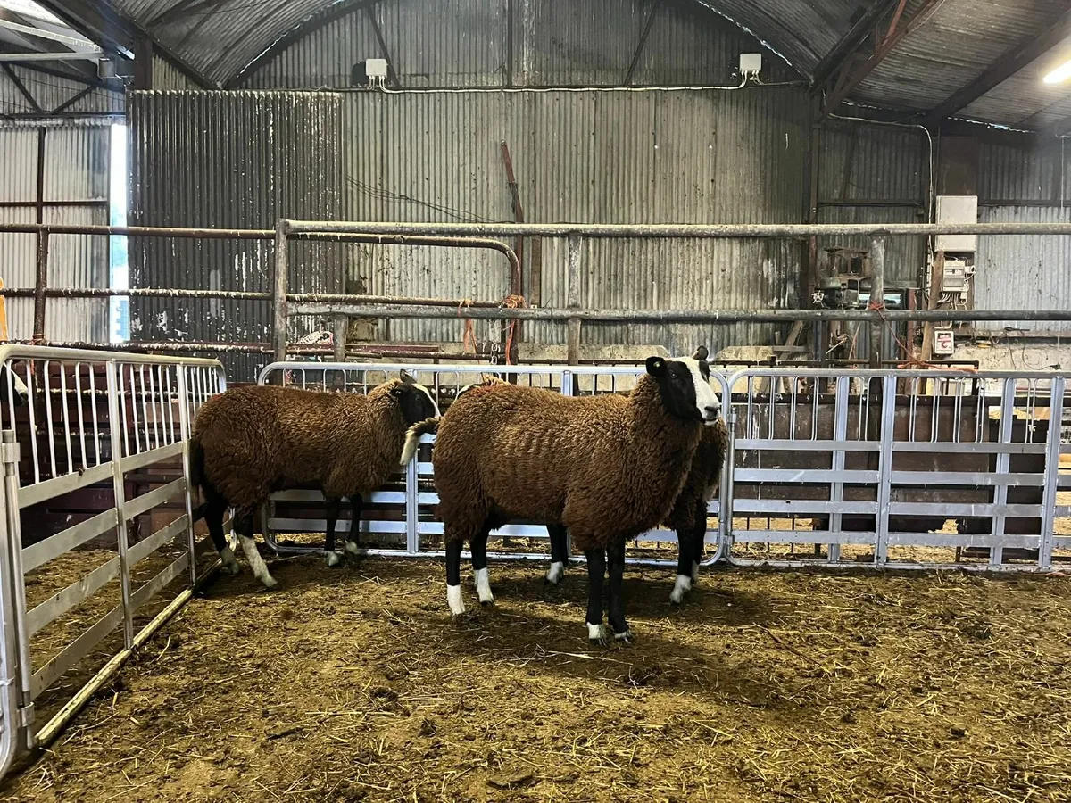 Pedigree Zwartbles Ewe Lambs - Image 3