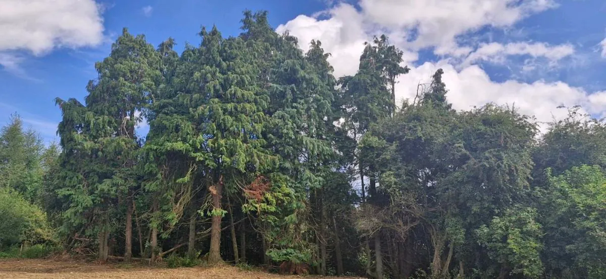 Standing trees for firewood - Image 2