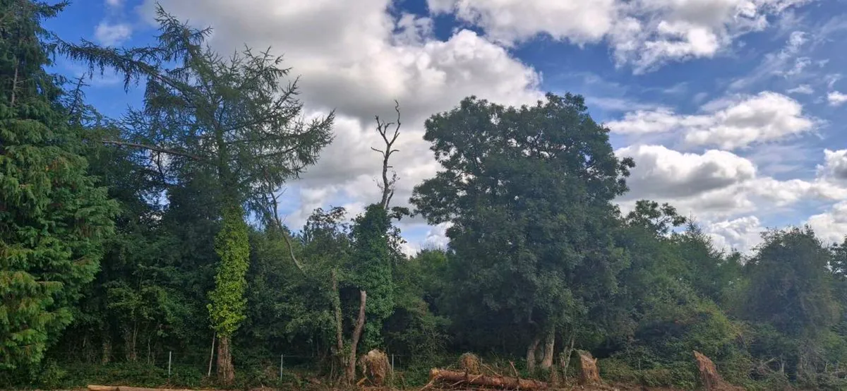 Standing trees for firewood - Image 3