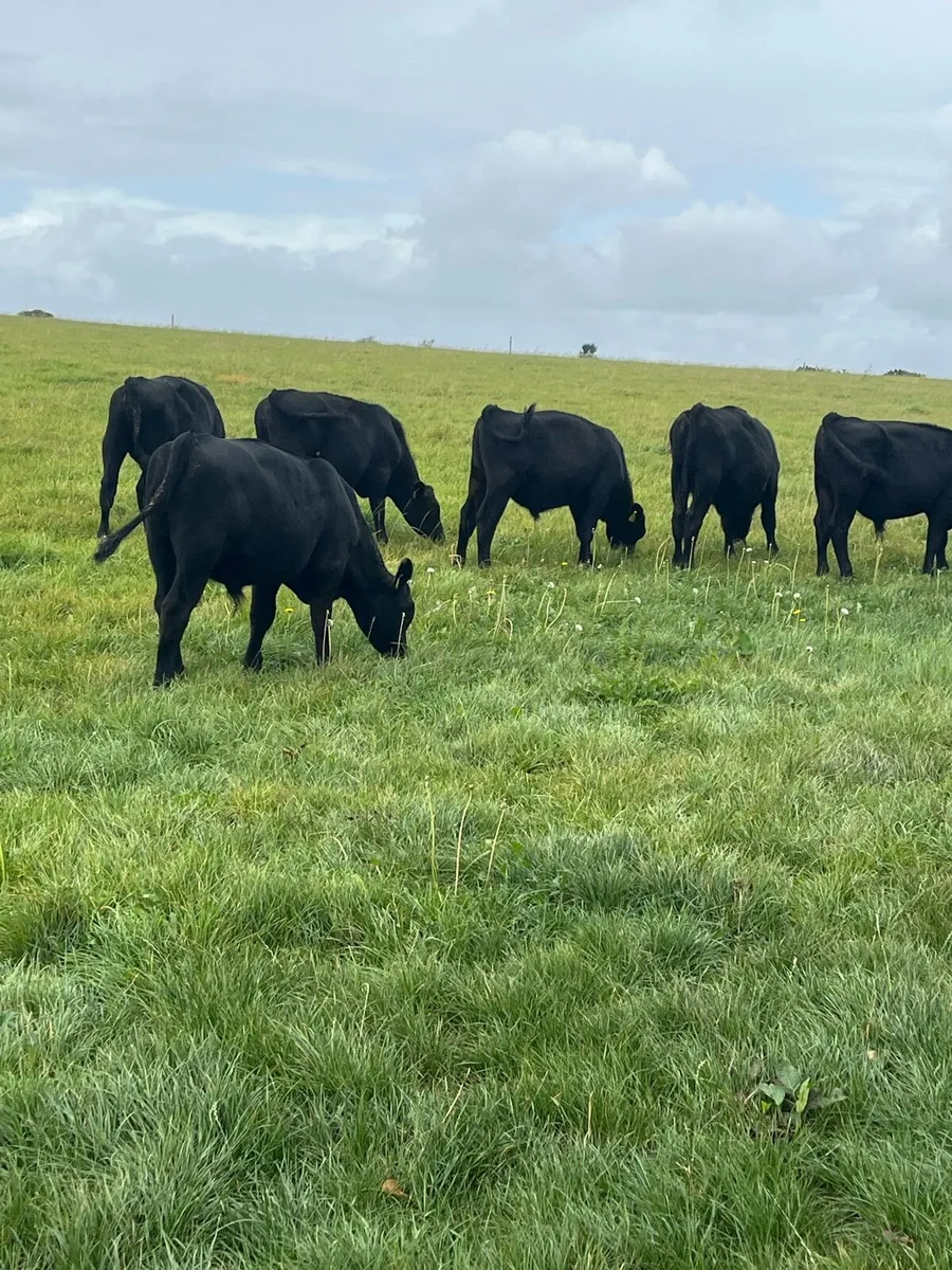 Bull Runners - Image 1