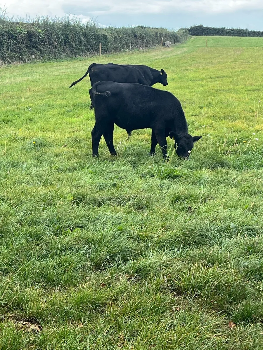Bull Runners - Image 2
