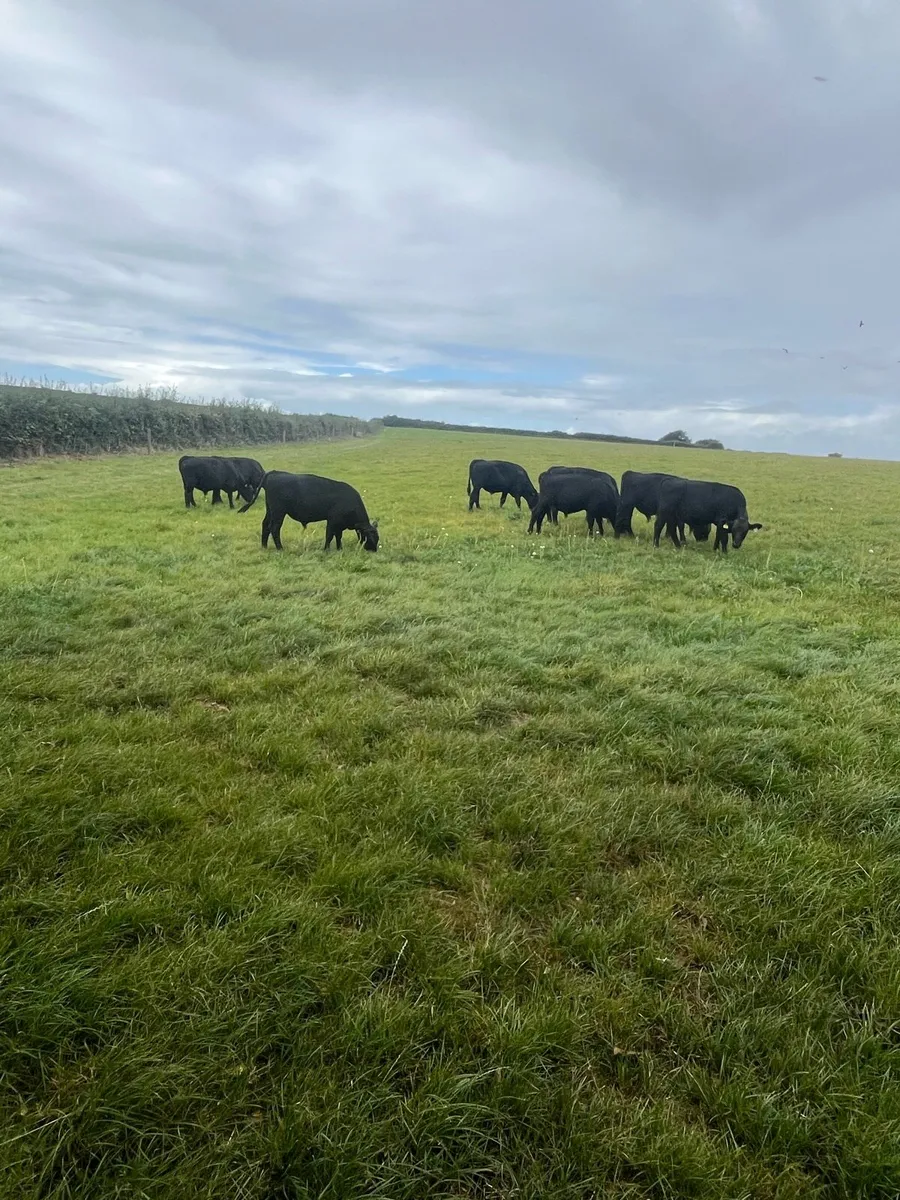 Bull Runners - Image 3